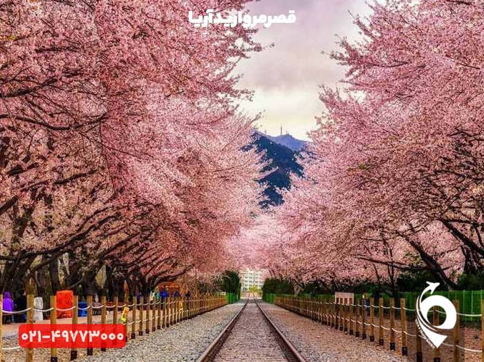 تور کره جنوبی