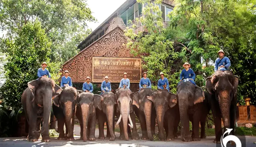 دهکده فیل ها